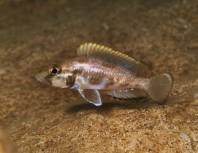 Lamprologus lemairii 'Chikalakate'